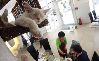 cat cafe